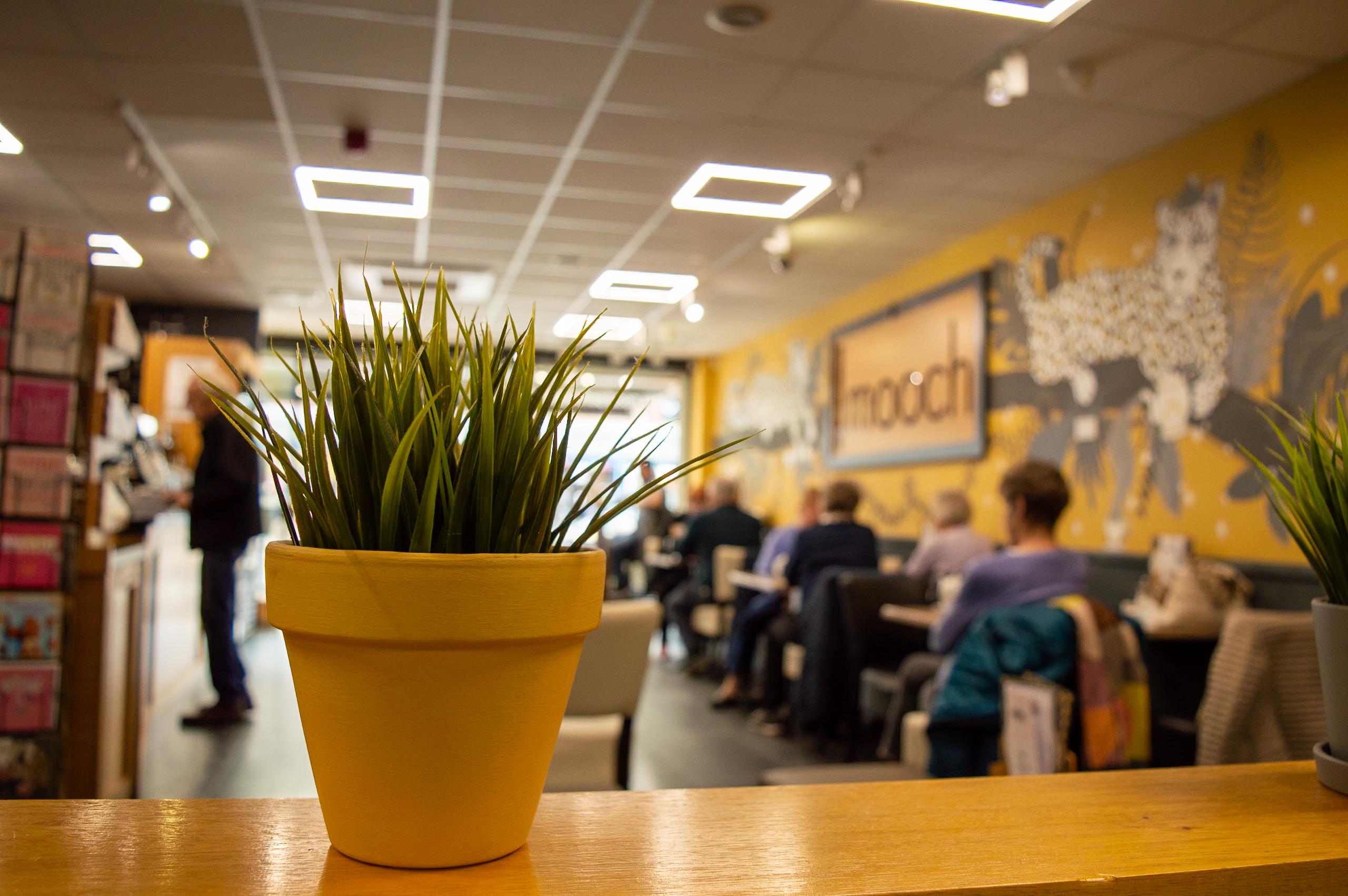 A view of our indoor seating area with plants